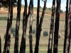 Toscana alberi                                